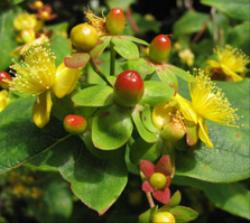 Hypericum androsaemum flowering plant with developing fruit.
 © Landcare Research 2010 